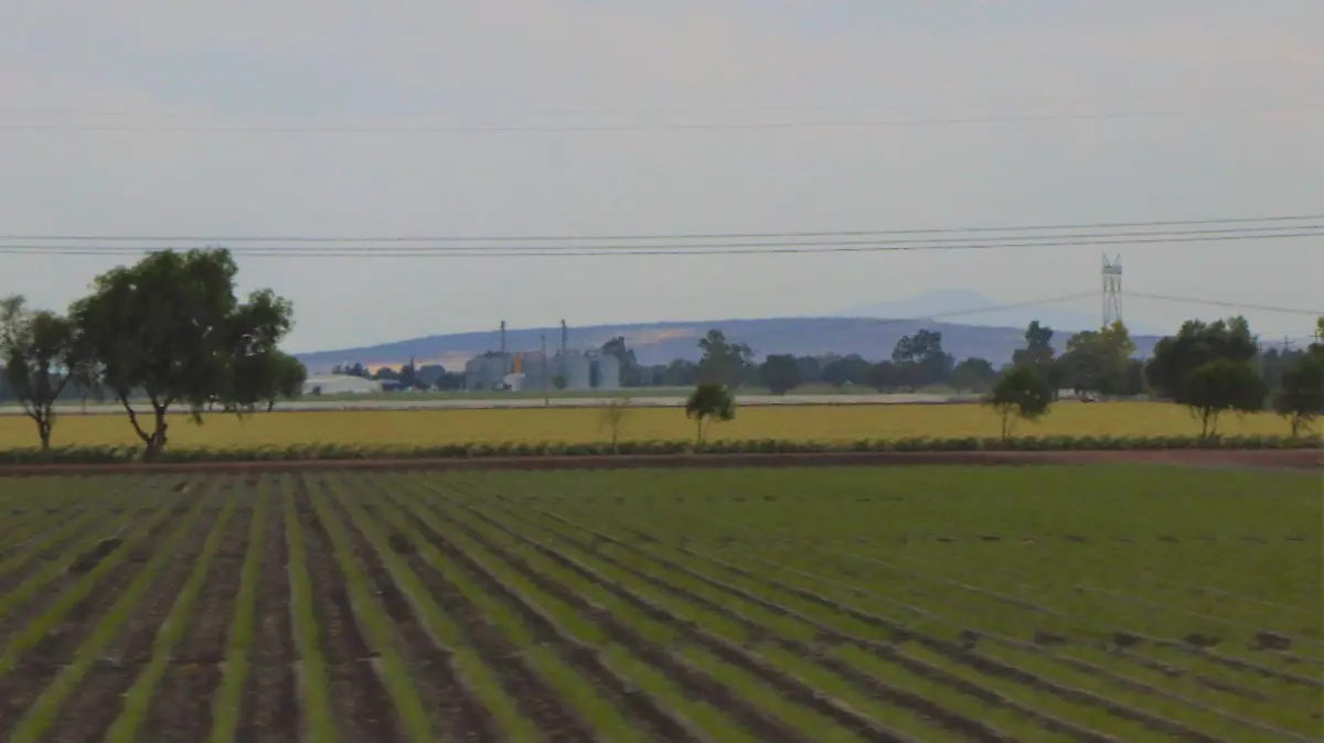 CAMPOS-COSECHAS-AGUASCALIENTES-AGRICULTURA