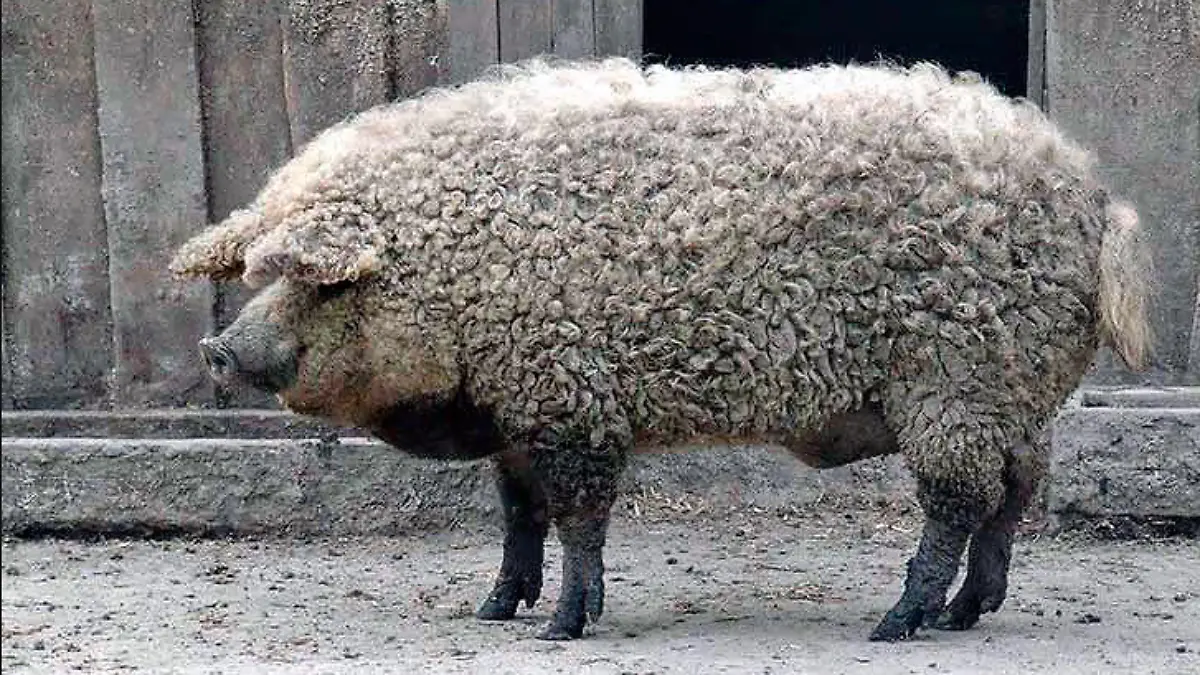MANGALICA-CERDO-ANIMAL