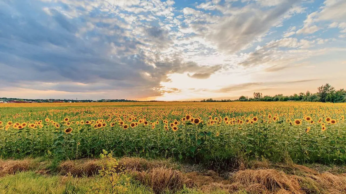 MANGALICA-CERDO-ANIMAL