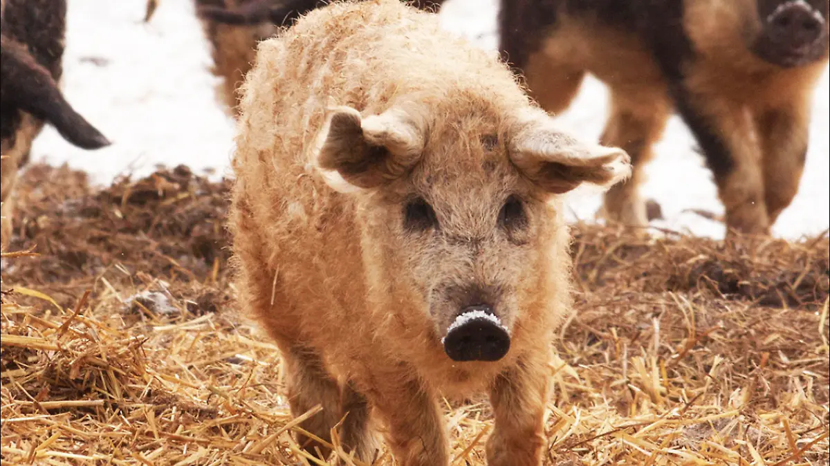 MANGALICA-CERDO-ANIMAL