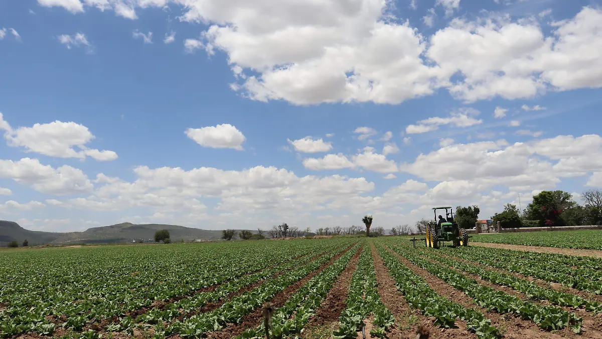 CAMPO-AGRÍCOLA-AGROINDUSTRIA-GANADERA