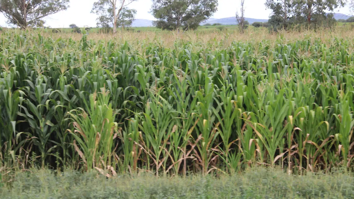 MAIZ-PRODUCCIÓN-CAMPO