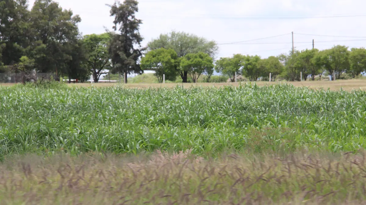 ALIMENTOS DEL CAMPO-CAMPOS-AGRICULTORES