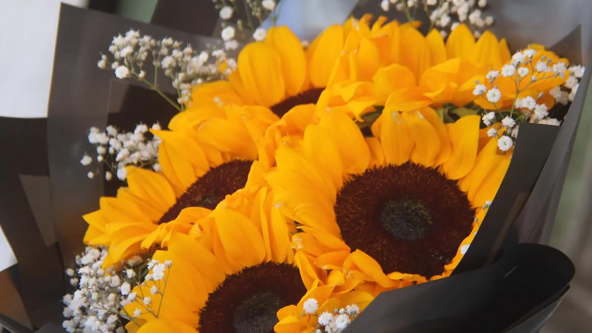 GIRASOL-FLORES AMARILLAS