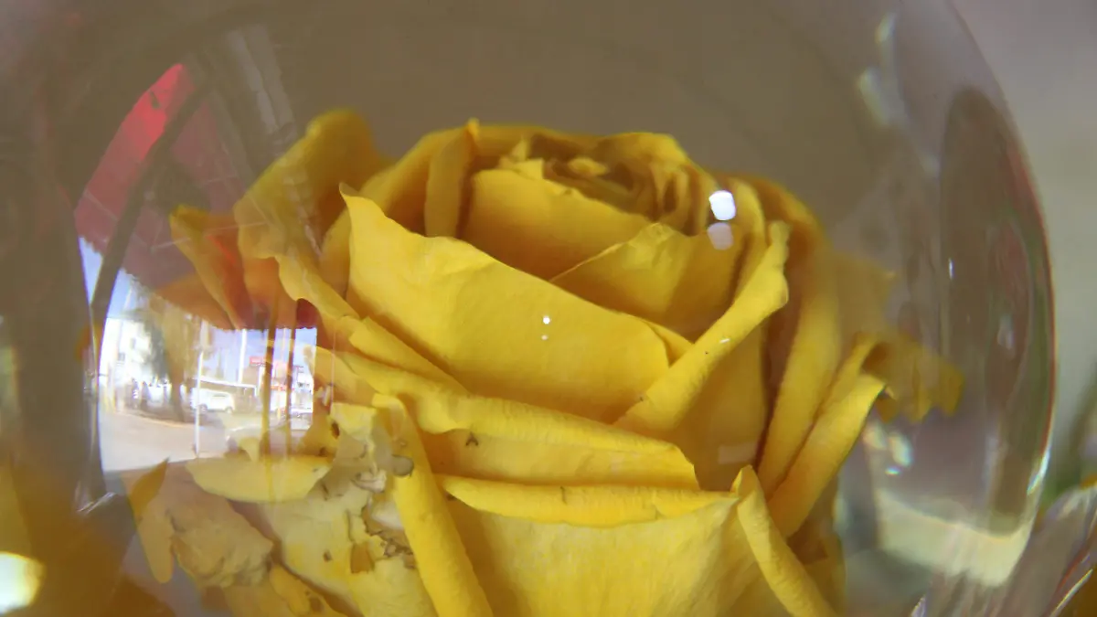 GIRASOL-FLORES AMARILLAS