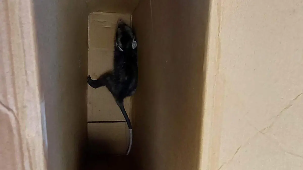 TLACUACHES-ANIMALES-PROTECCIÓN