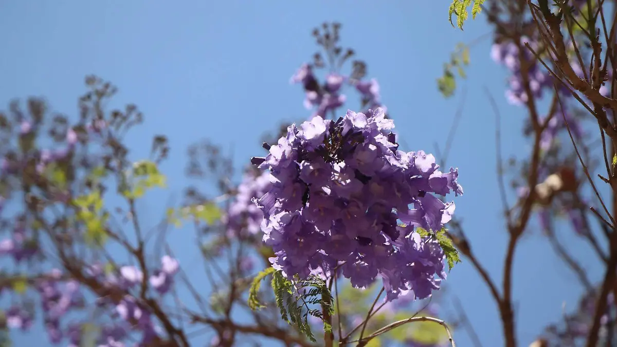 ÁRBOLES-FLORES-JACARANDAS-LILA