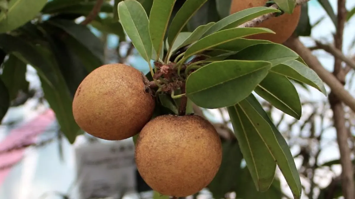 CHICLE-CHICOZAPOTE-HISTORIA
