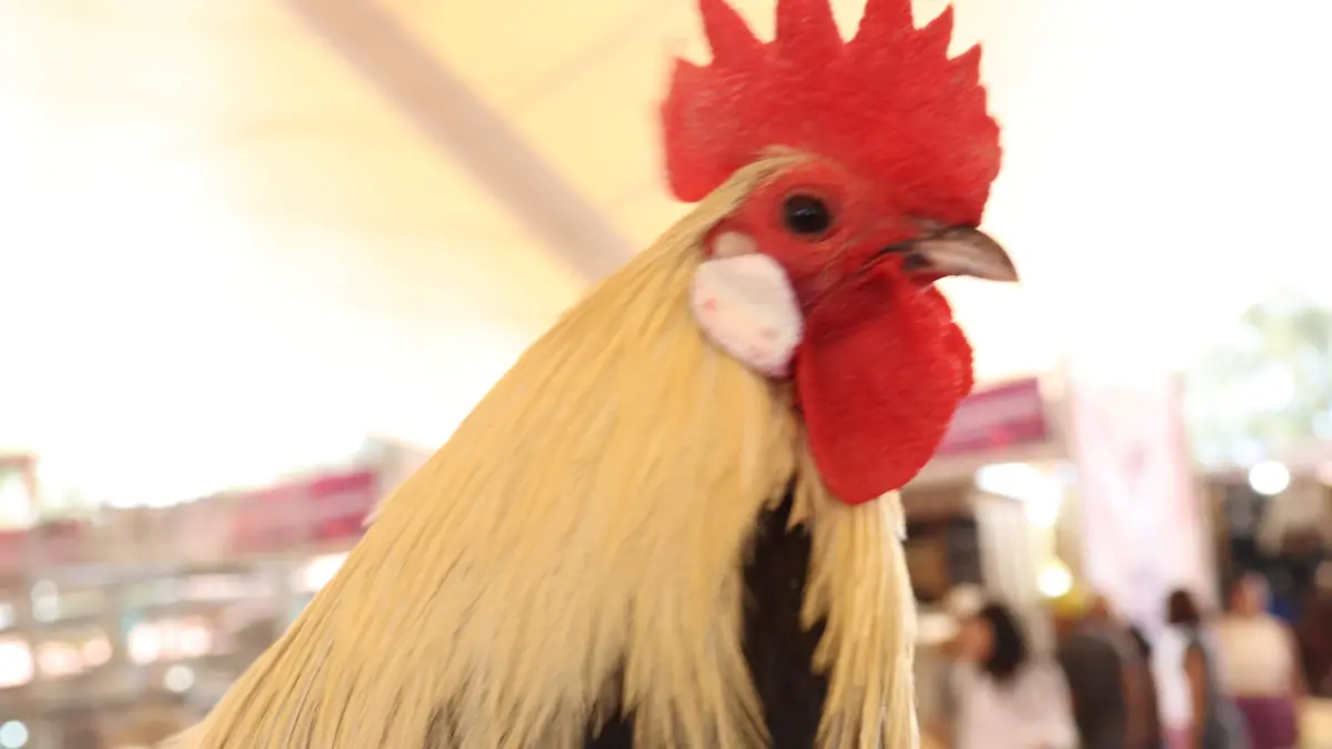 GRIPE AVIAR-GALLOS-GALLINAS