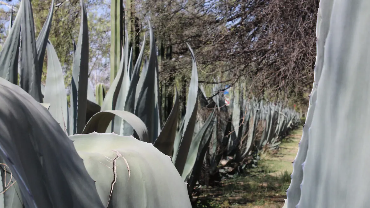 BACANORA-BEBIDA-SONORA