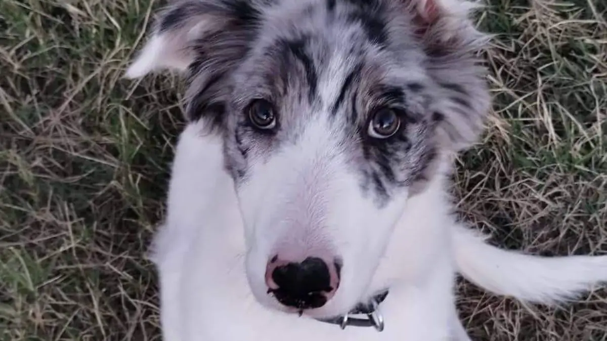 PERRITA-EXTRAVIADA-DUEÑO