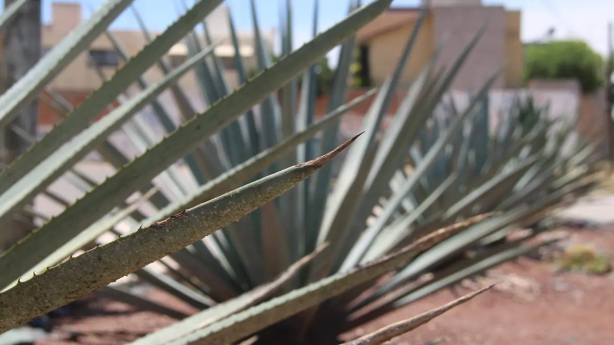 MEZCAL-BEBIDAS ALCOHOLICAS