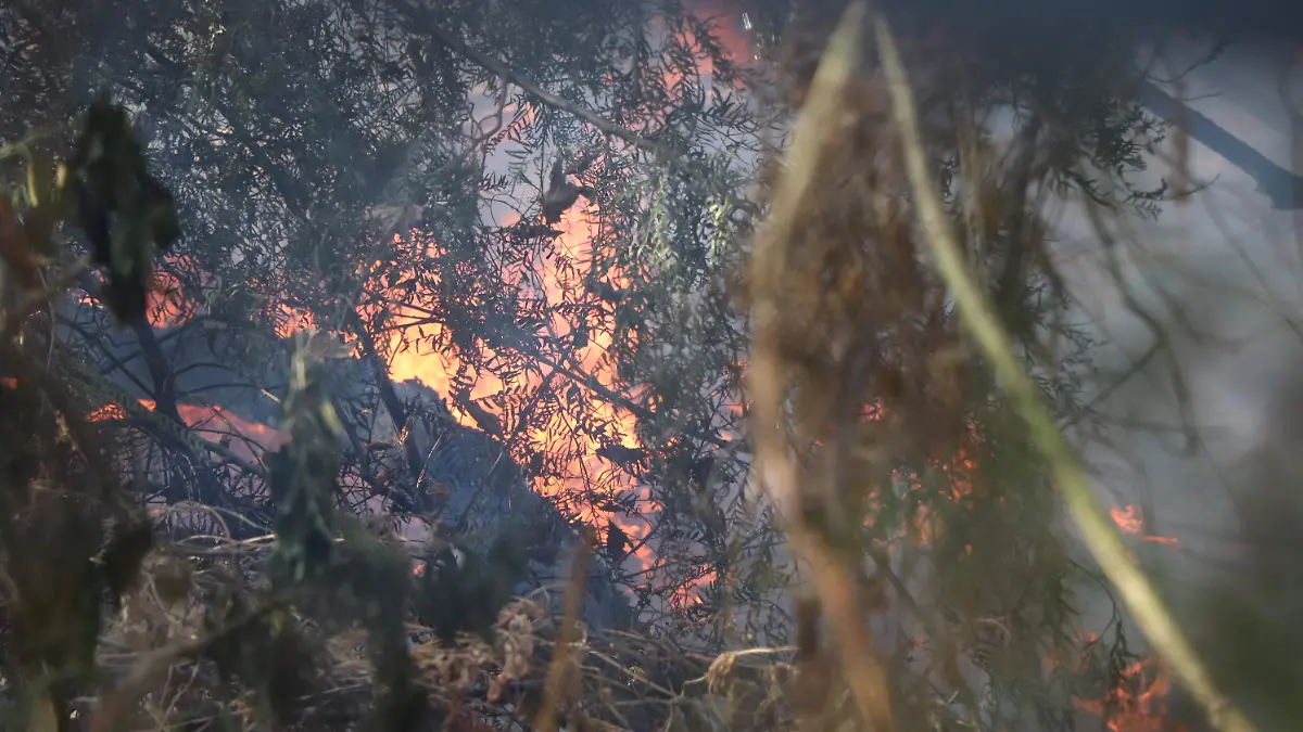 INCEDIOS-INCENDIOS FORESTALES