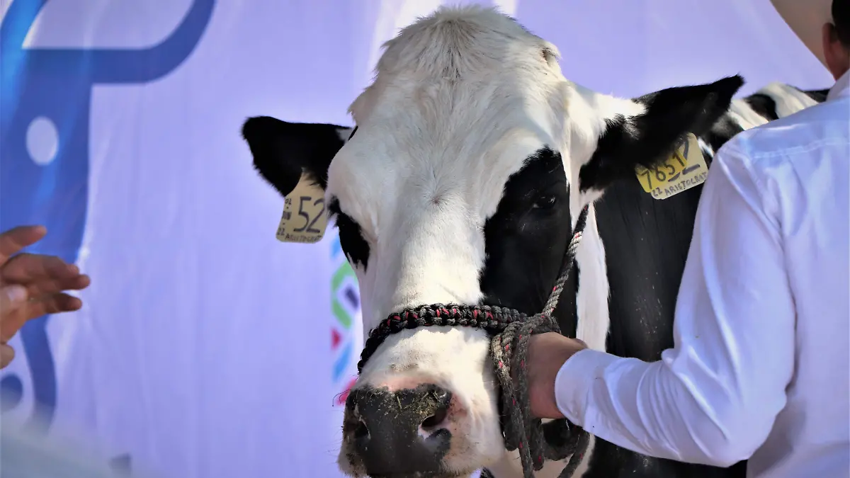 VACAS-GANADO-GUSANO BARREDOR