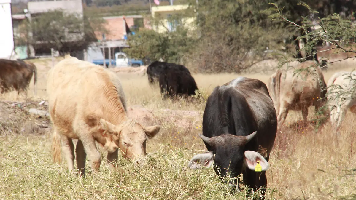 VACAS (2)