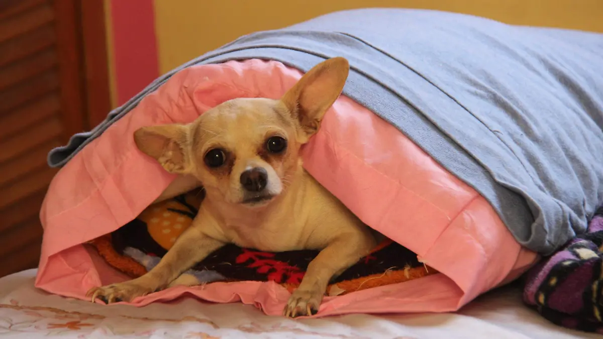 MASCOTA (1)