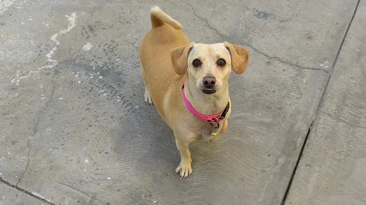 SUERO-MASCOTAS-SALUD