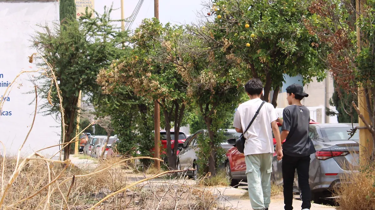 LIMON-ÁRBOLES-PLANTACIONES