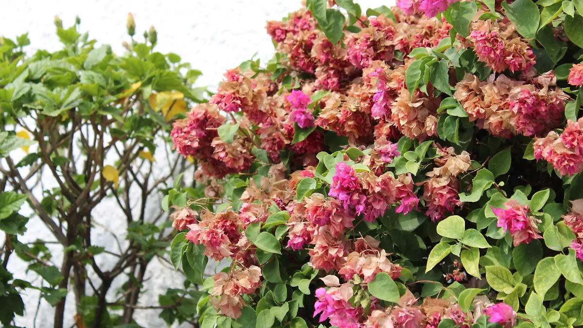 LIMON-ÁRBOLES-PLANTACIONES