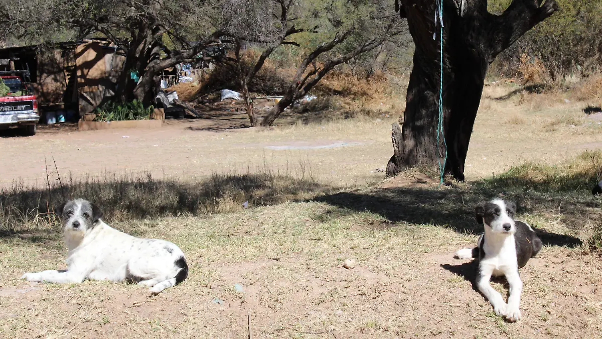 PADRINO-ANIMALES-APOYO