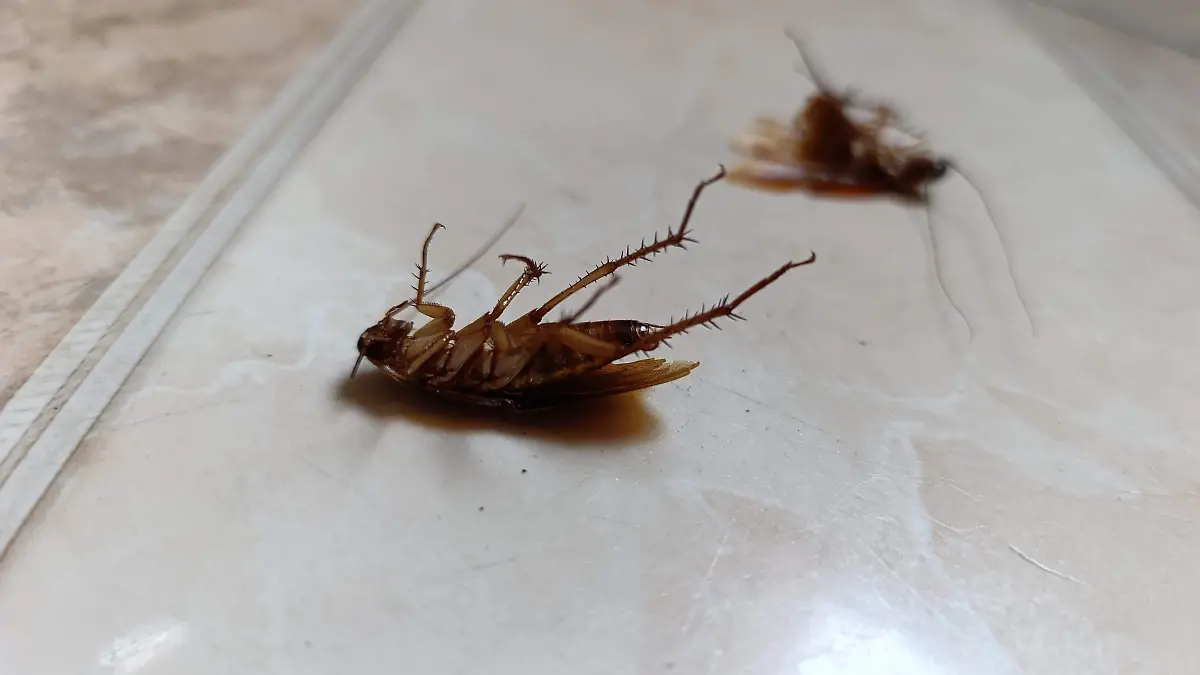 CUCARACHAS ALACRANES  (2)