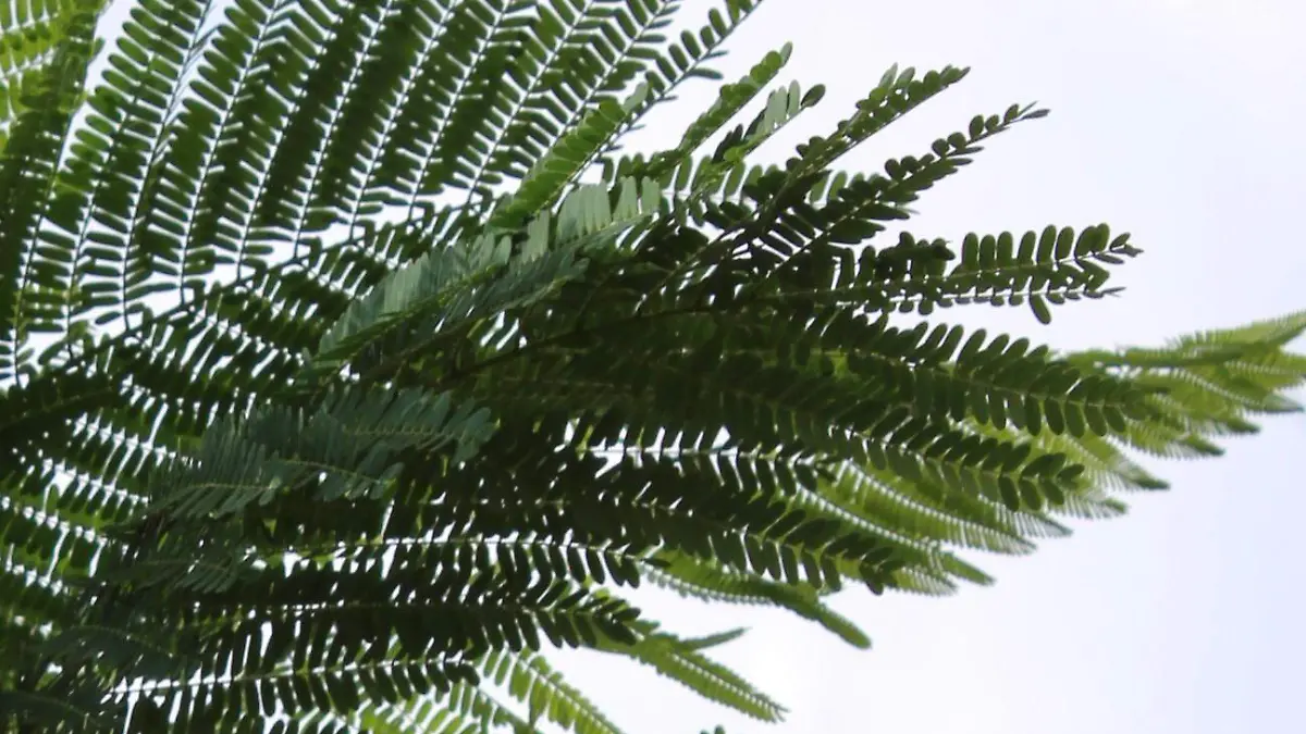 HELECHO-SABILA-PLANTAS