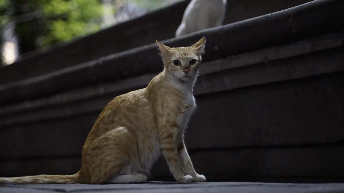 GATITOS-PERRITOS-MASCOTAS