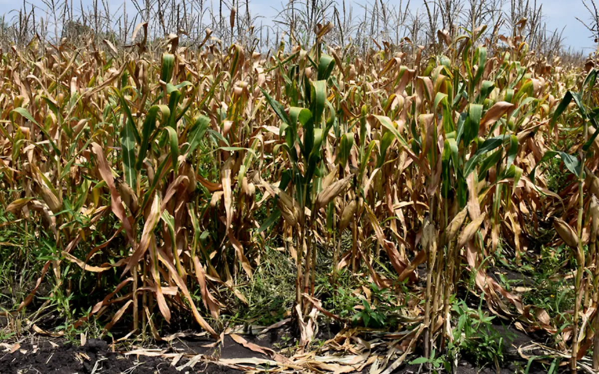 maiz - JOSÉ GONZÁLEZ - EL SOL DEL BAJÍO