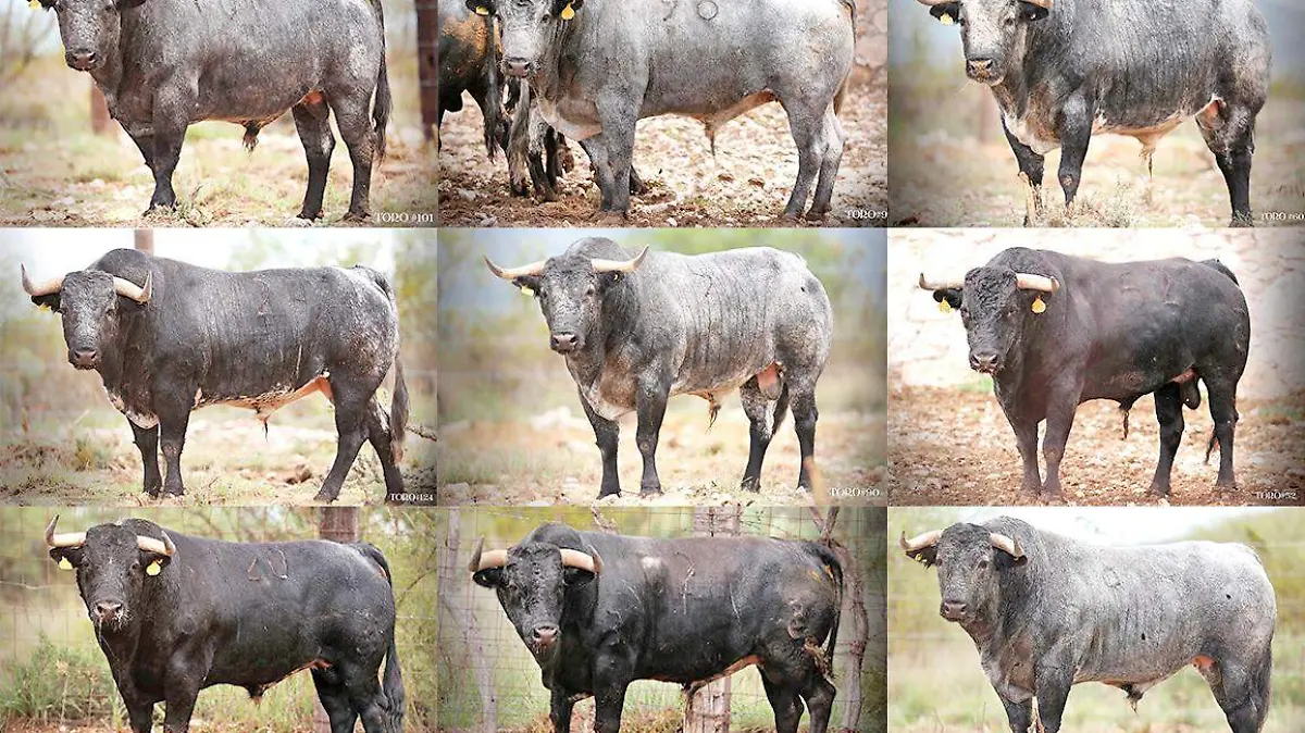 toros_9