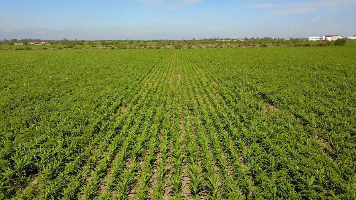 WhatsApp Image 2023-05-11 at 3.25.54 PM