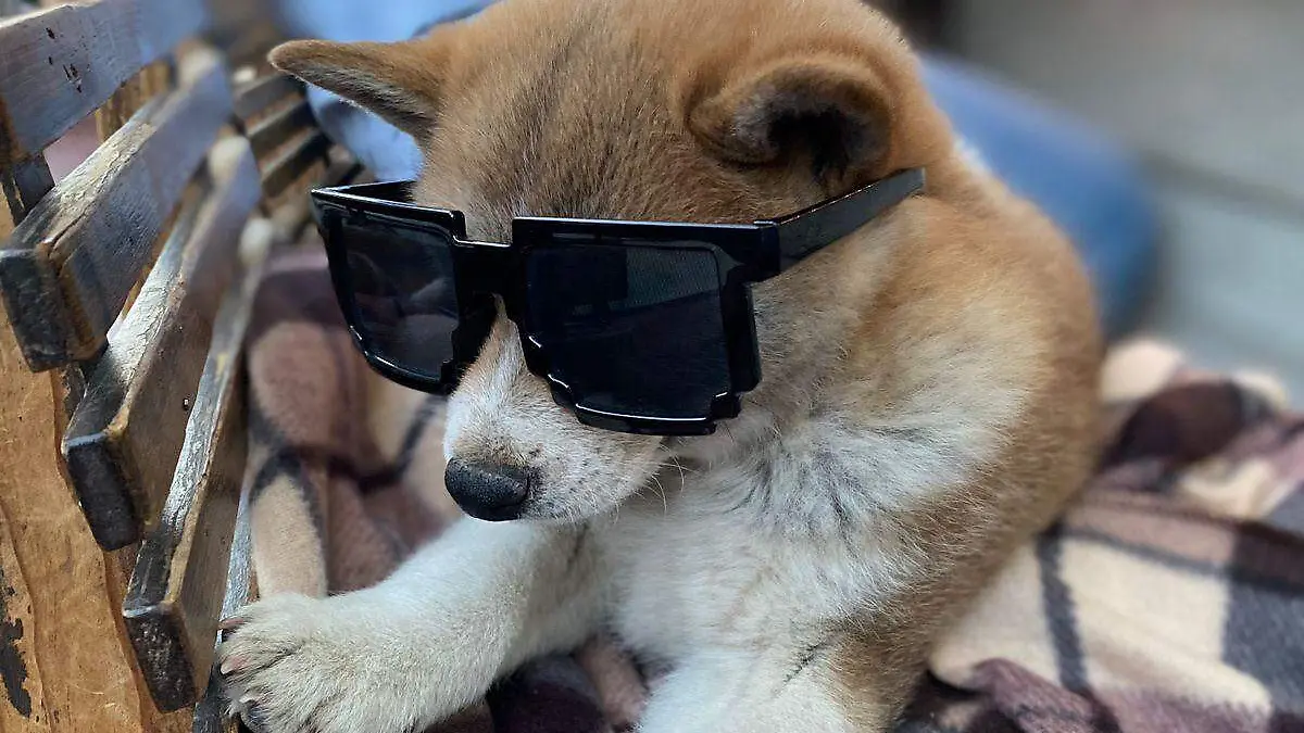 mascota-mpio