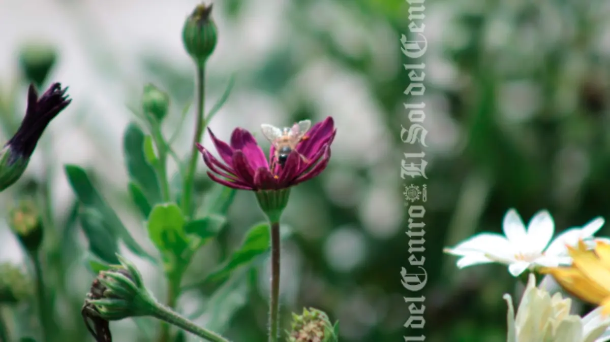 Captura de Pantalla 2019-07-24 a la(s) 14.37.16