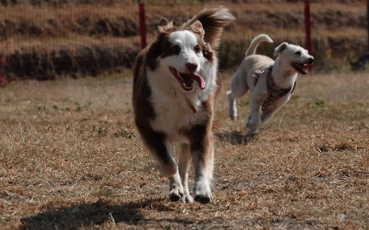 909540_Jornada de Bienestar Animal -3_web