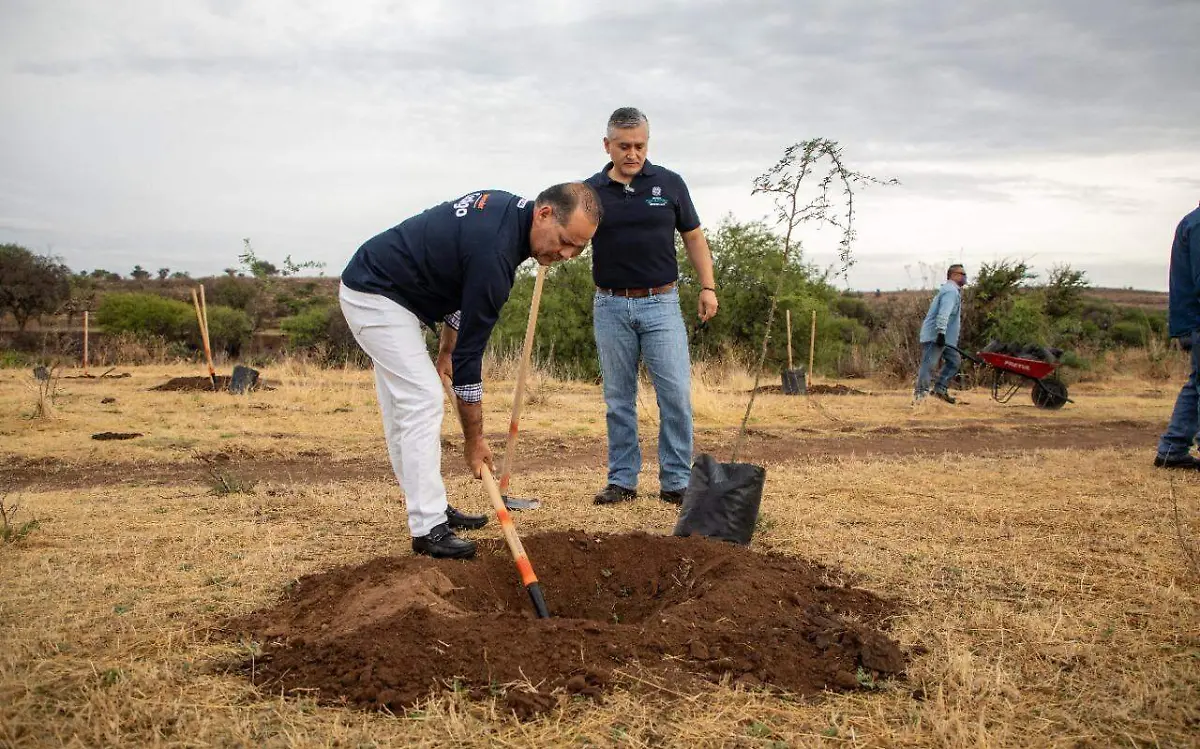 planta árbol