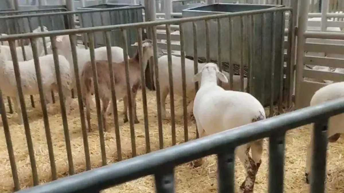 WhatsApp Image 2023-05-09 at 11.33.49 AM (1)