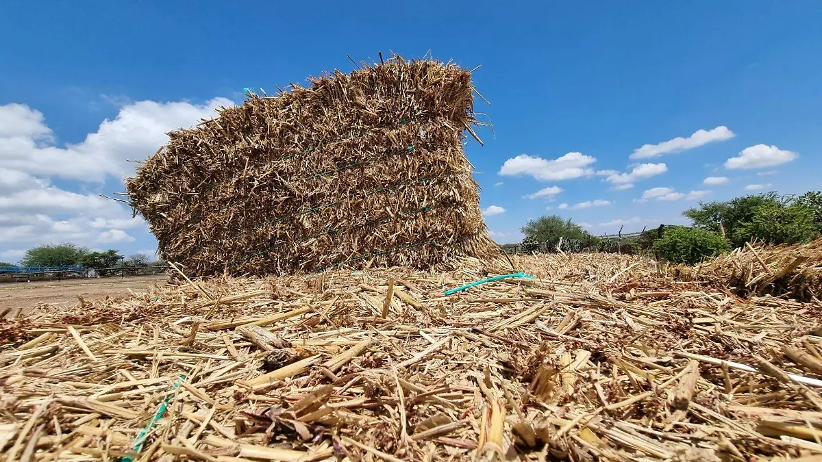 WhatsApp Image 2023-11-23 at 1.48.57 PM