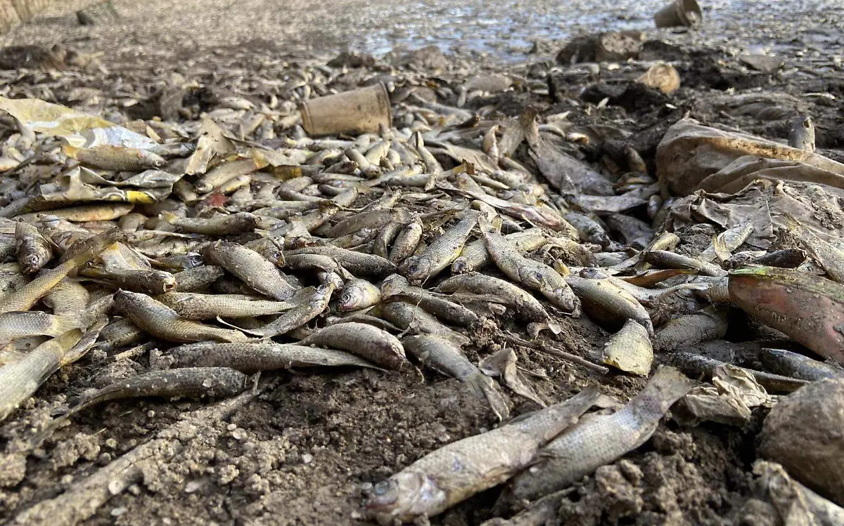 WhatsApp Image 2023-07-26 at 2.06.31 PM