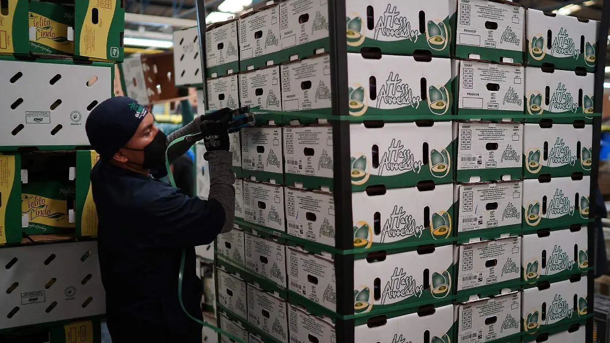 809676_Aguacate michoacano de exportación-7_web