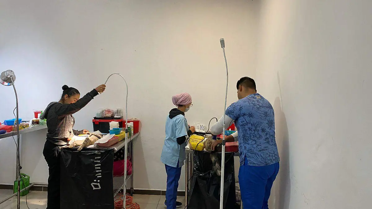 esterilización mascotas