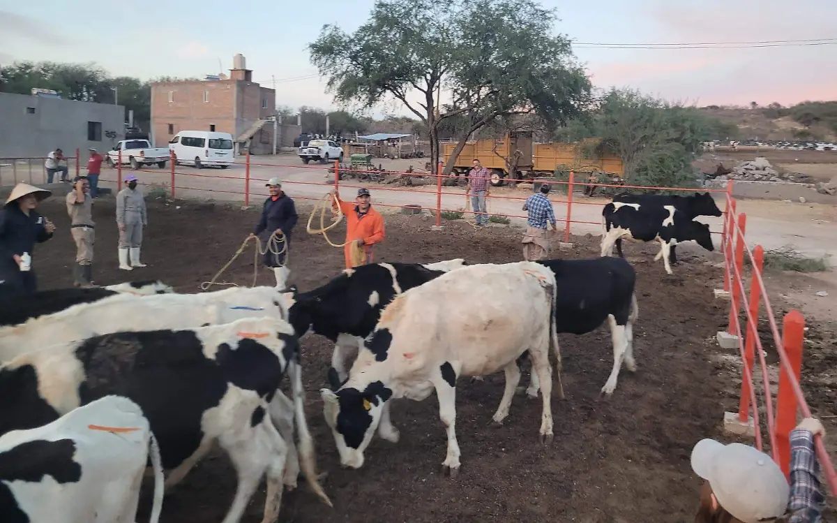 mpio vacas