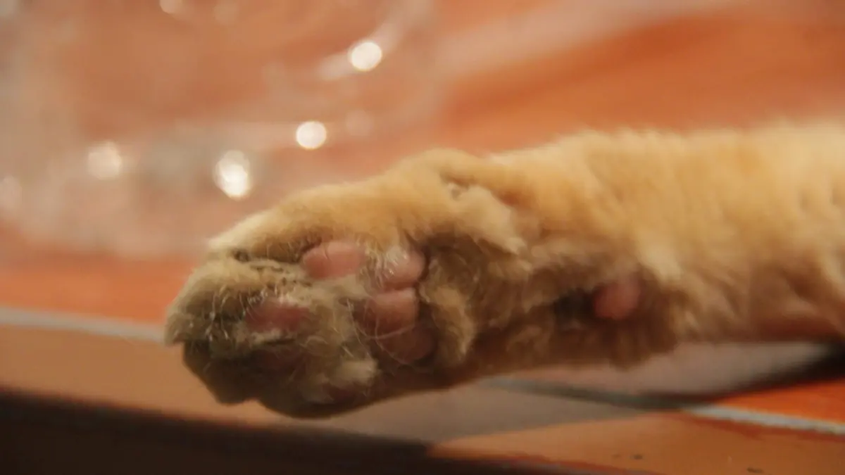 KBLOC-23-06-2023_114