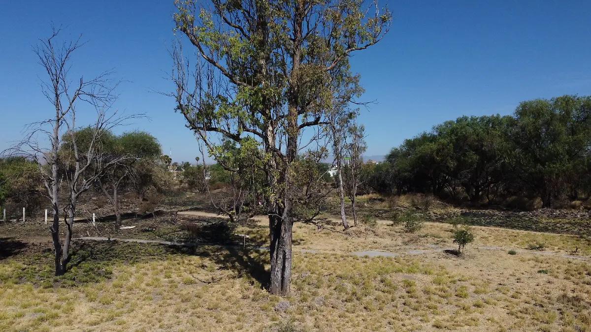ARBOLES-OXÍGENO-PLANTAR