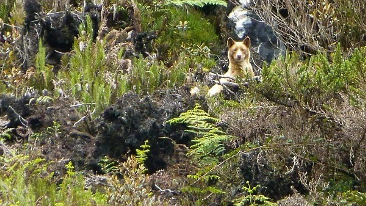 EXTINTOS-ANIMALES-ESPECIES