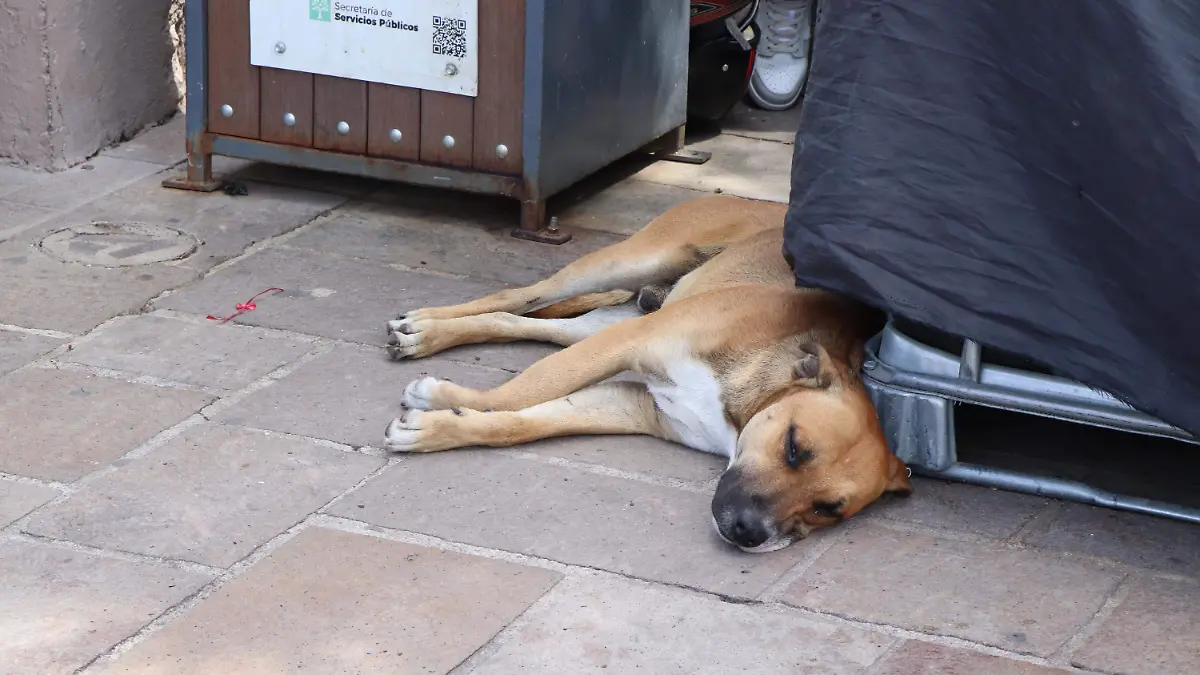 MALTRATO ANIMAL_PERROS_GATOS