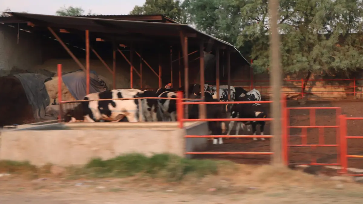 SEQUÍA-LLUVIAS-AGUASCALIENTES