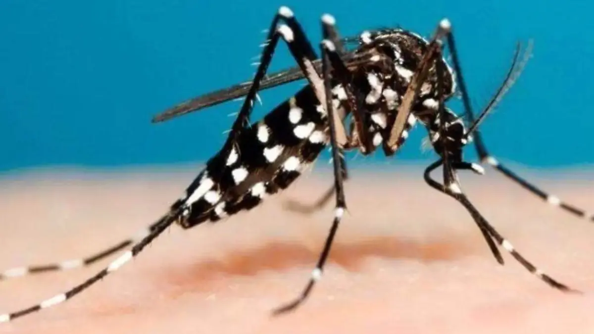 MOSQUITOS DENGUE_CASOS_PREVENCIÓN
