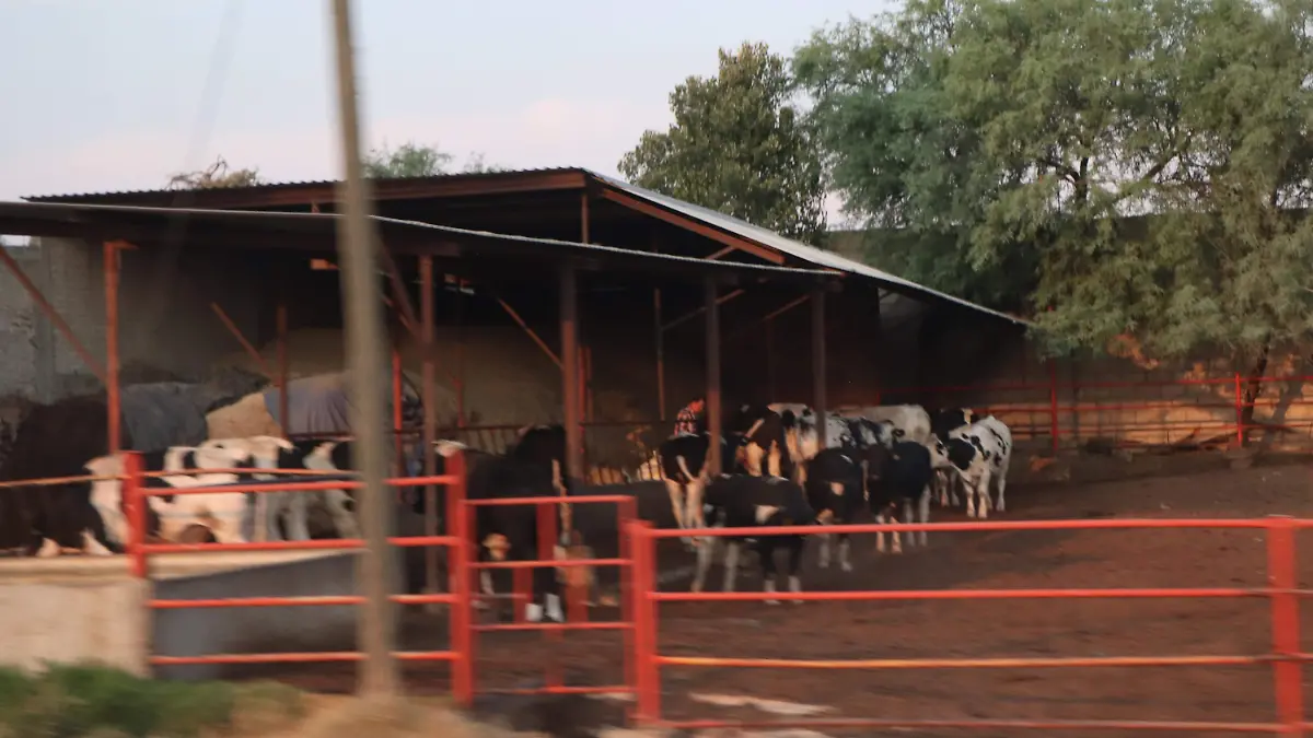 CAMPO (2)