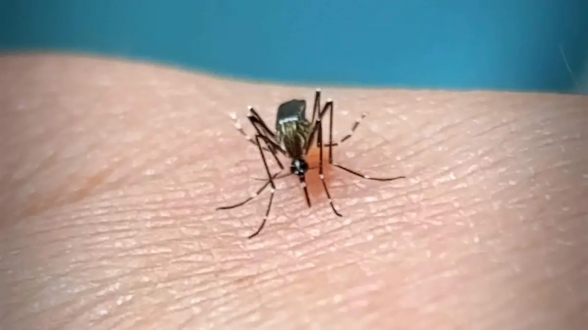 MOSQUITOS-DENGUE-VIRUS