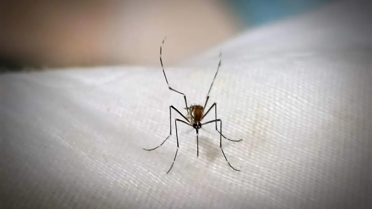 MOSQUITOS DENGUE_CASOS_PREVENCIÓN