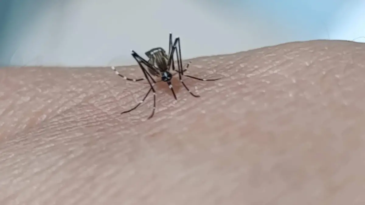 MOSQUITOS DENGUE 3